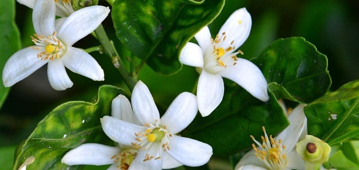 Neroli pomaga pri odstranjevanju pajkastih žilic